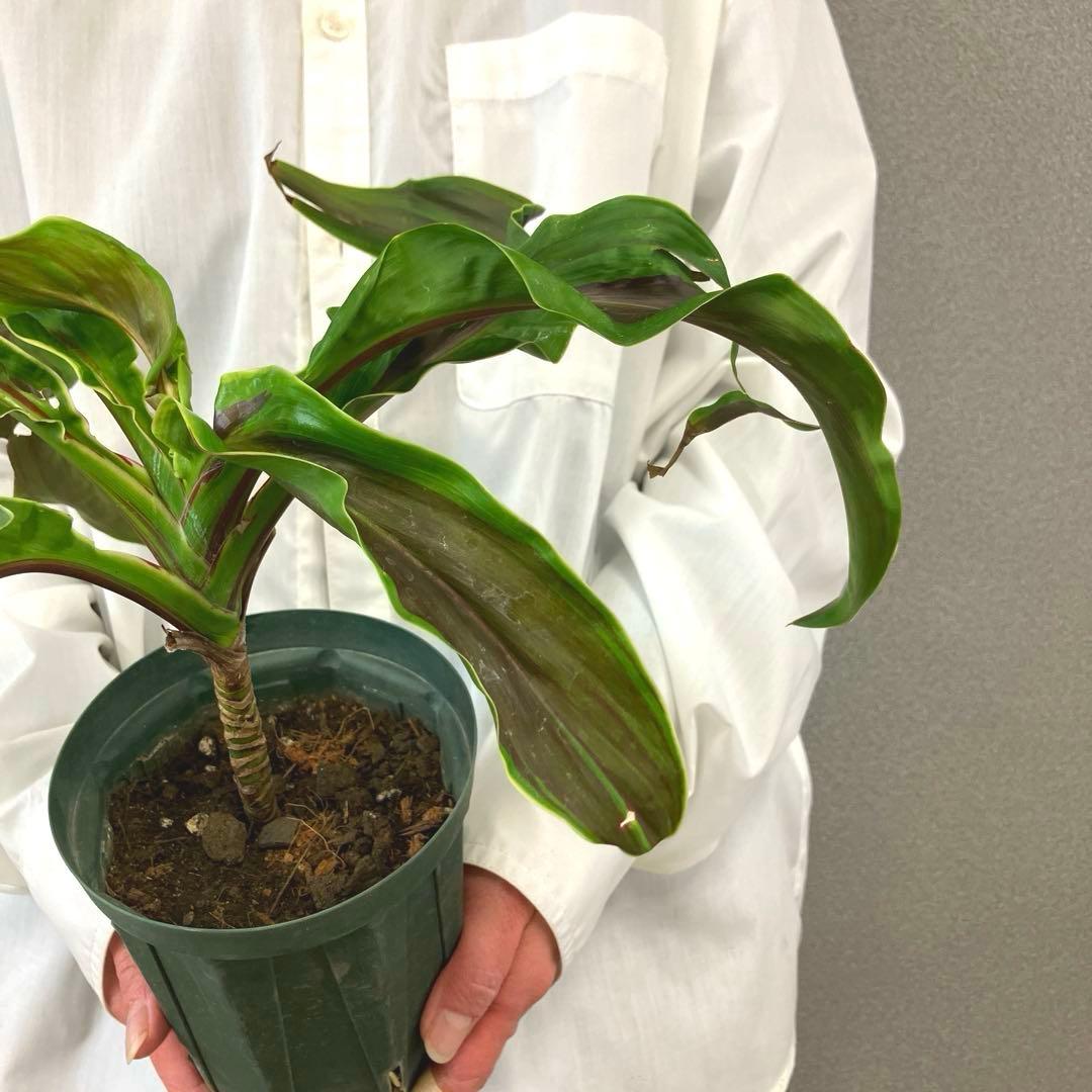 超希少❗️コルジリネ　ギニーサイクロン✨