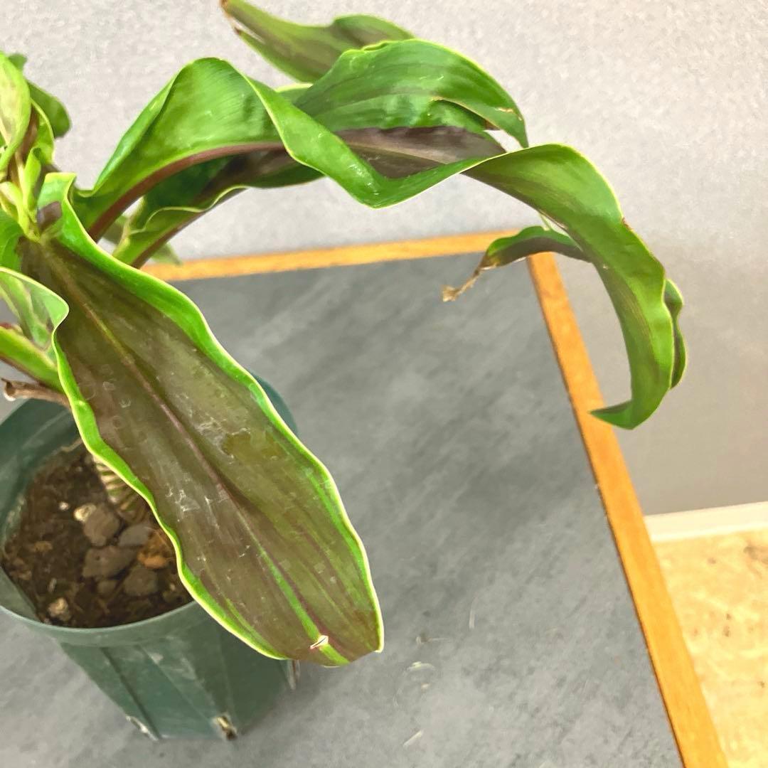 超希少❗️コルジリネ　ギニーサイクロン✨