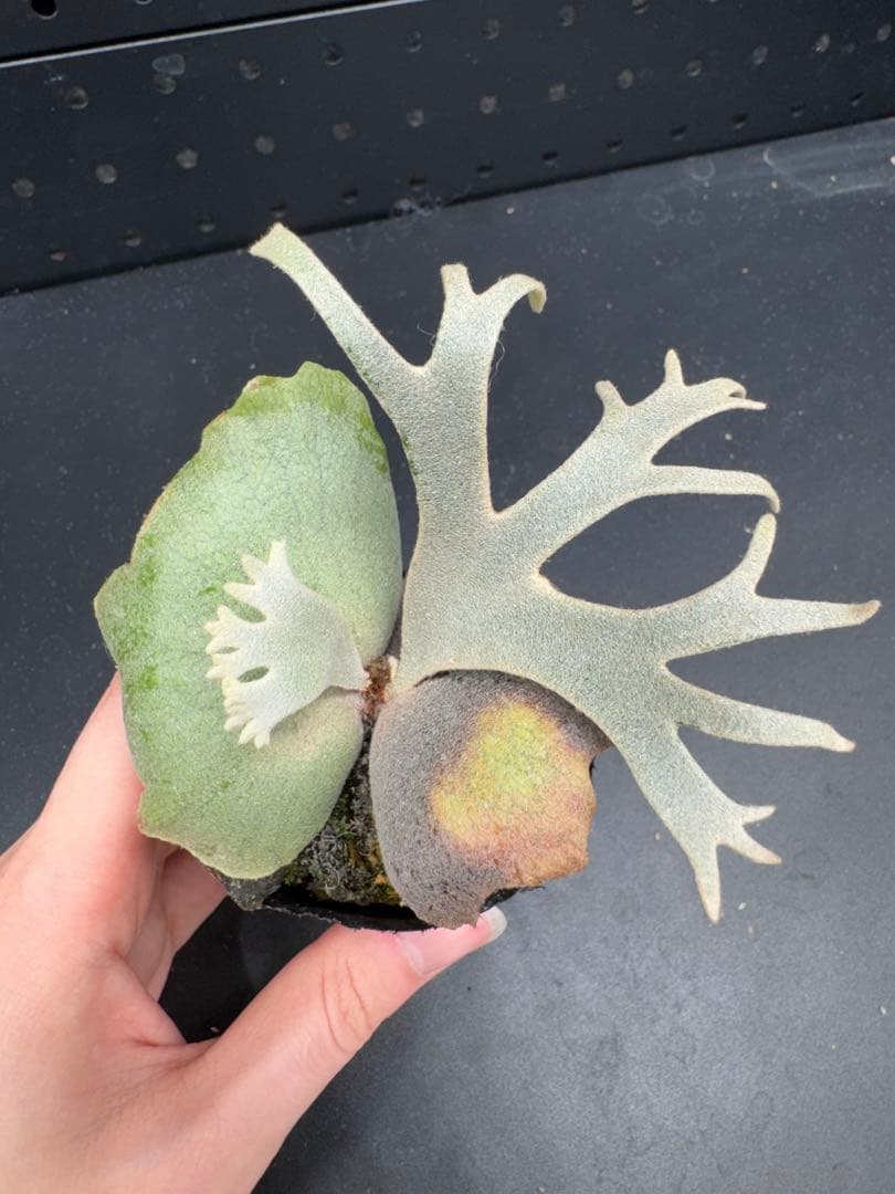 ビカクシダ　YMDS Totoro HHRナーセリータグ付け #344