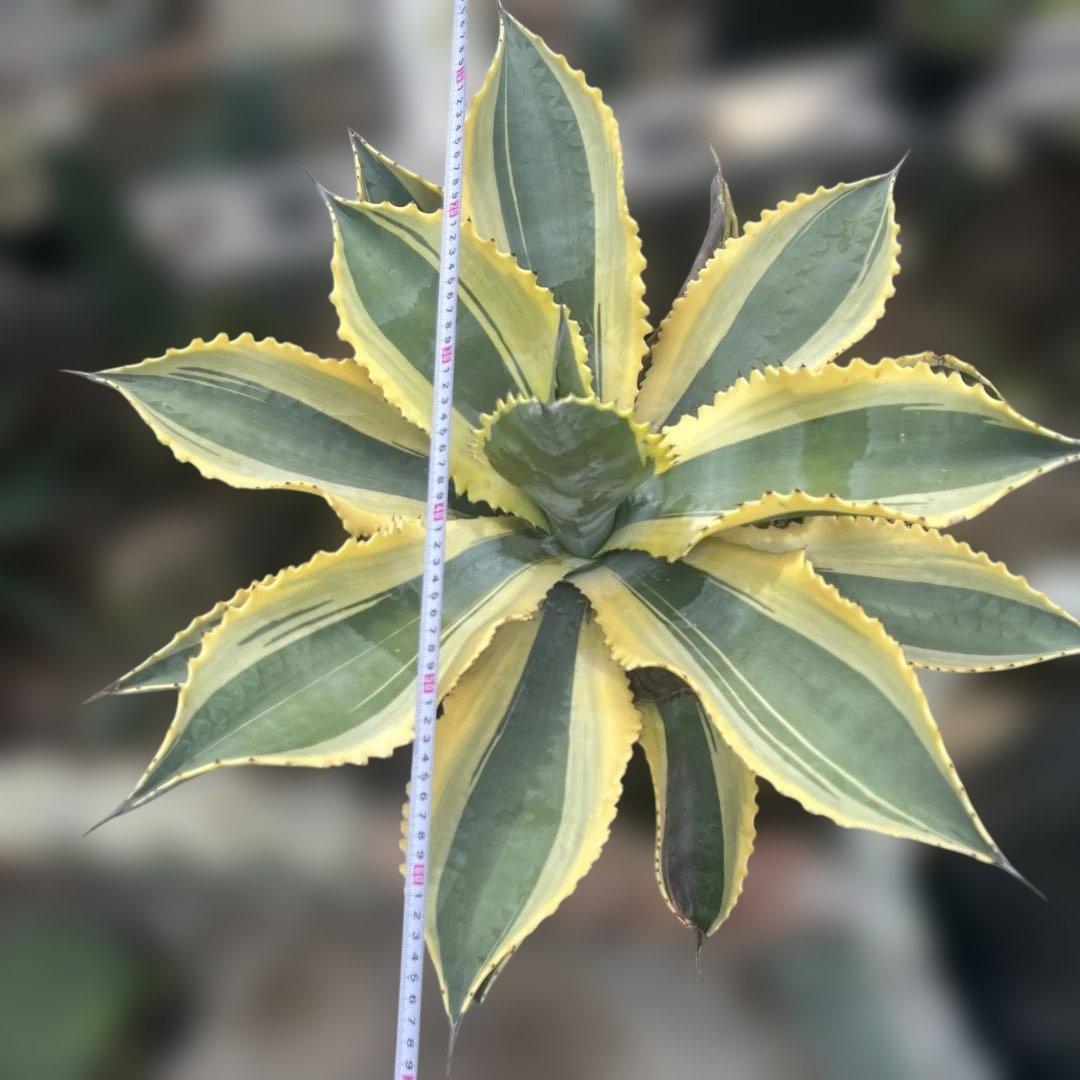 アガベ リップルエフェクト　幅70cm