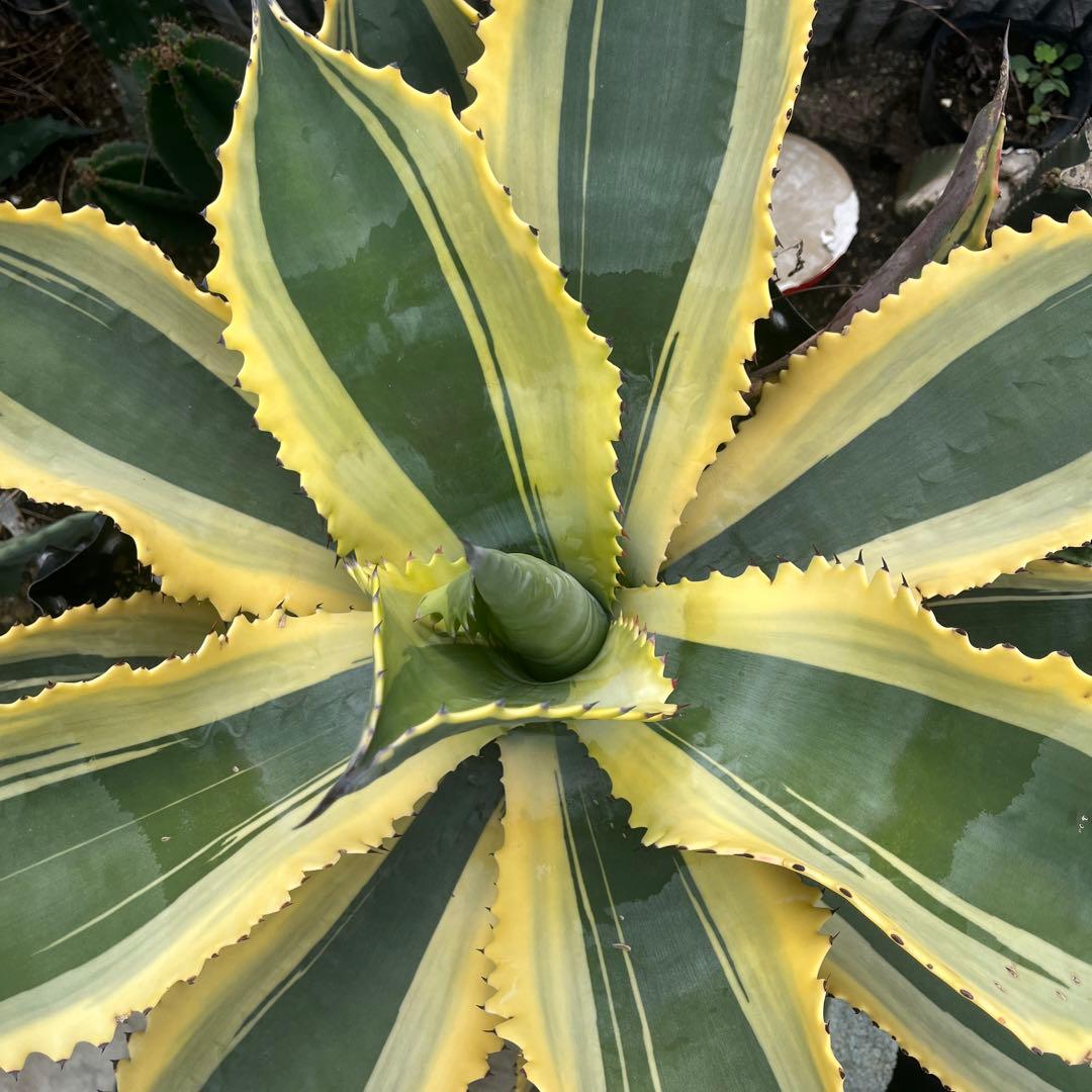 アガベ リップルエフェクト　幅70cm