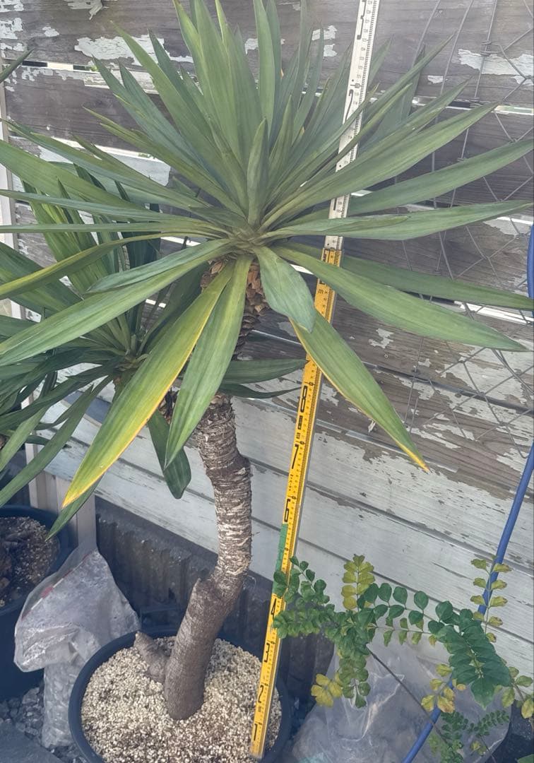 ユッカグロリオサ　分頭！　子株も有り　芋付き　1.3m以上　直接取り引きのみ