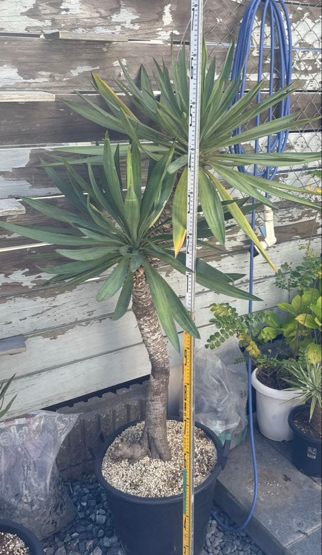 ユッカグロリオサ　分頭！　子株も有り　芋付き　1.3m以上　直接取り引きのみ