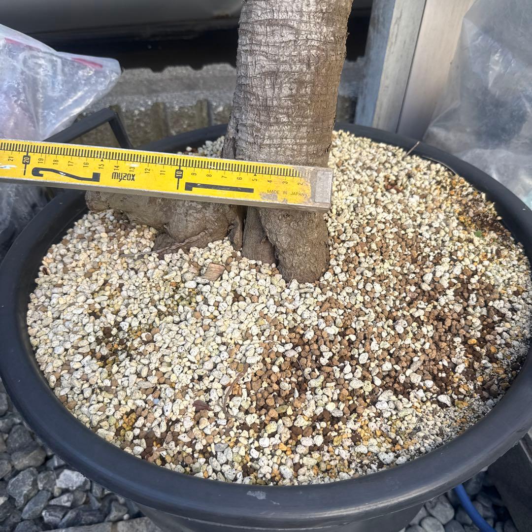 ユッカグロリオサ　分頭！　子株も有り　芋付き　1.3m以上　直接取り引きのみ