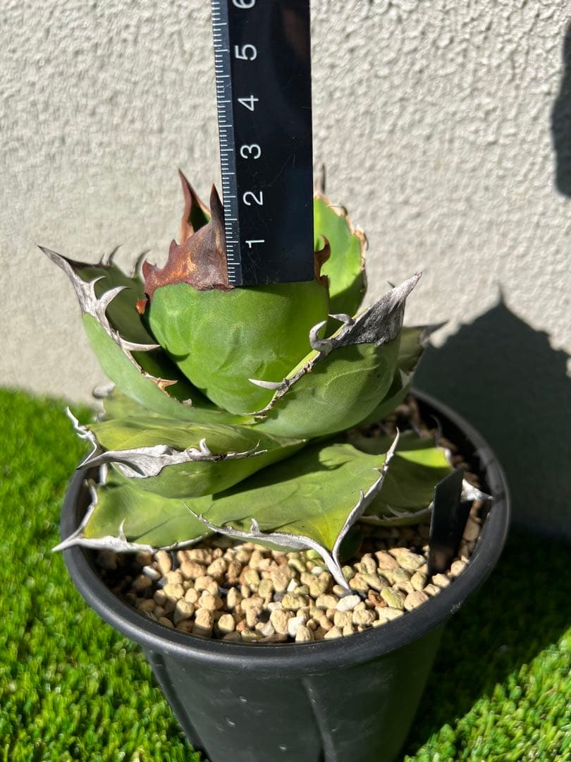 アガベ 白犀牛　OC 親株出品　ライズ血統　コレクション株　大株　親株出品