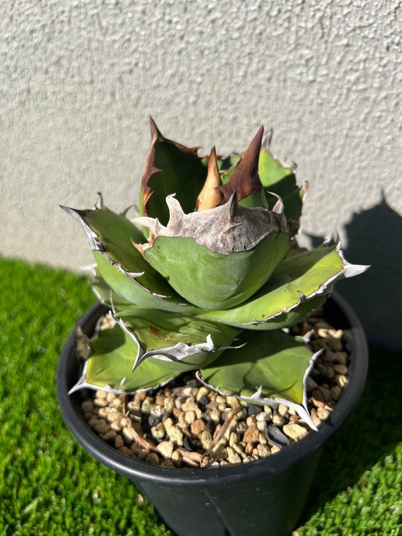 アガベ 白犀牛　OC 親株出品　ライズ血統　コレクション株　大株　親株出品