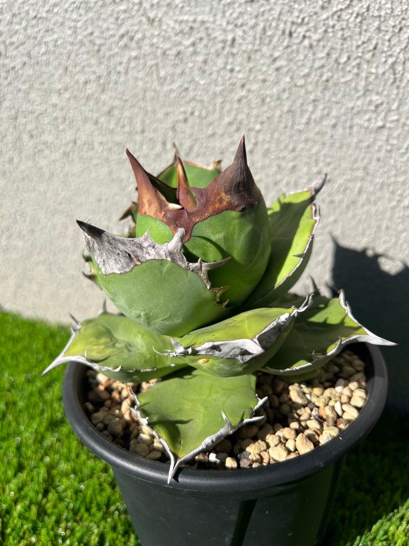 アガベ 白犀牛　OC 親株出品　ライズ血統　コレクション株　大株　親株出品