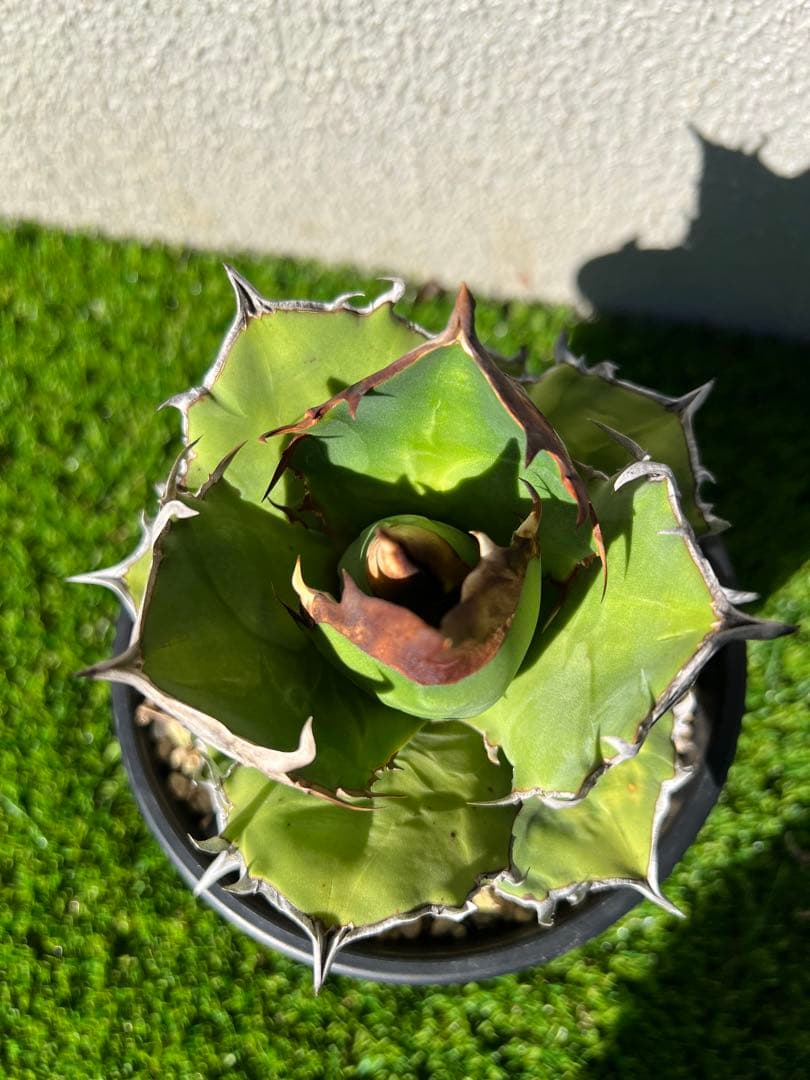 アガベ 白犀牛　OC 親株出品　ライズ血統　コレクション株　大株　親株出品