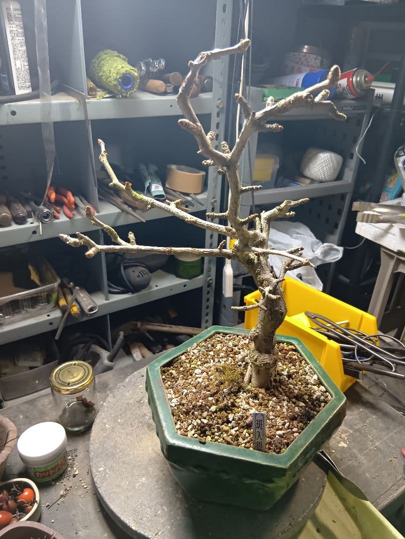 斑入りイチョウ（盆栽持ち込み古い）