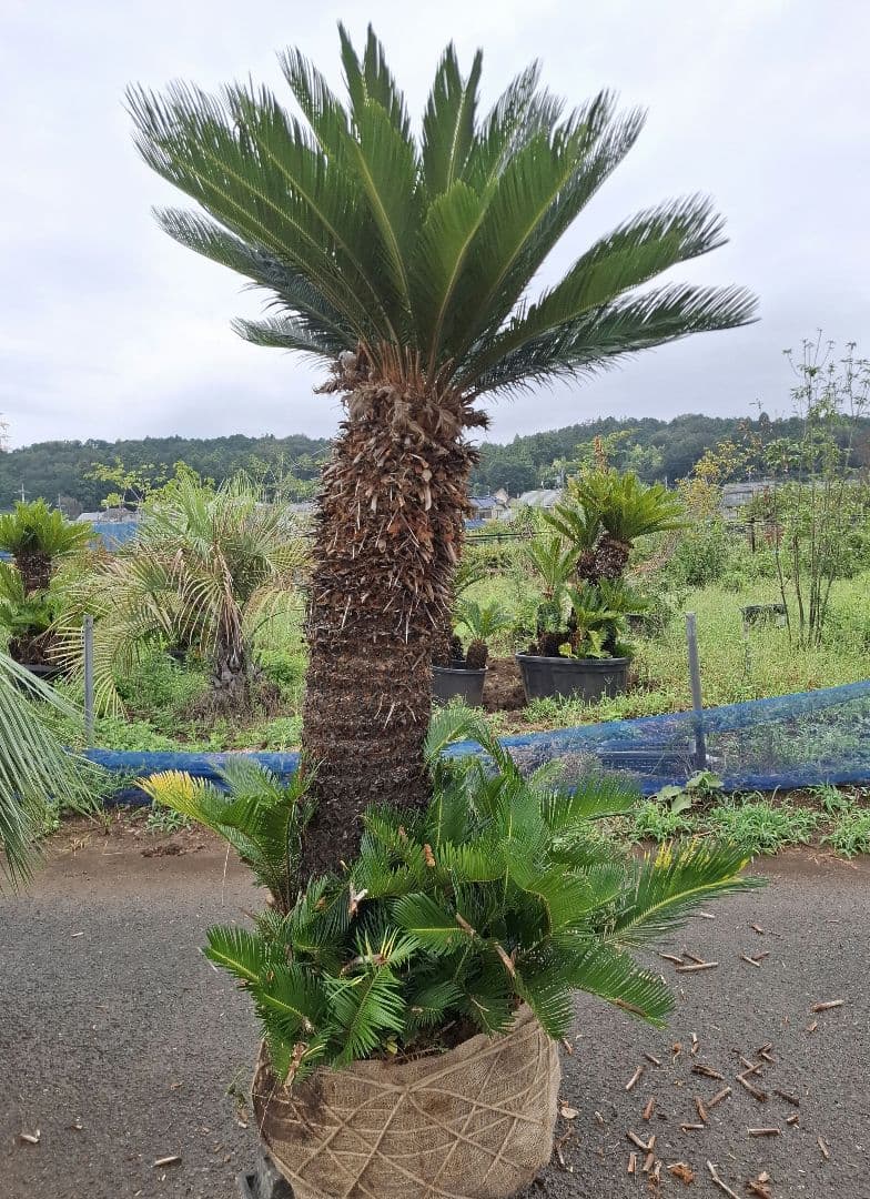 ソテツ 蘇鉄 ーー ココス ヤシ アガベ ドラセナ ―ー