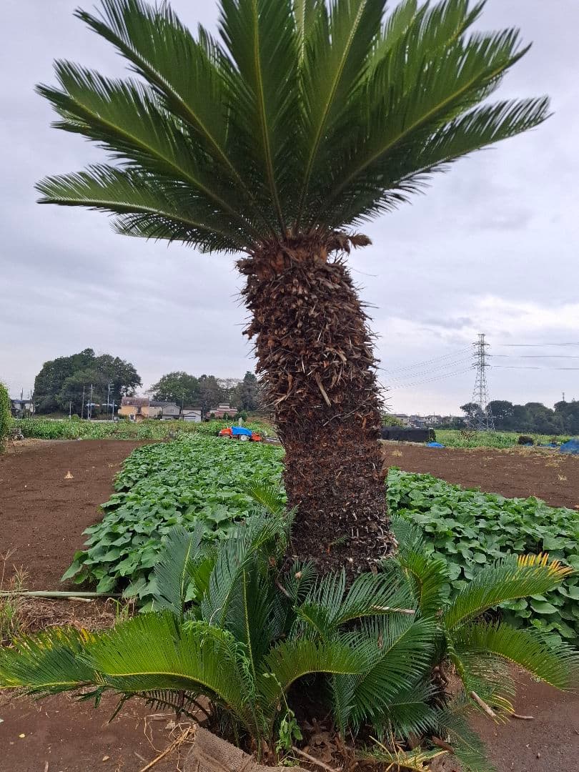 ソテツ 蘇鉄 ーー ココス ヤシ アガベ ドラセナ ―ー