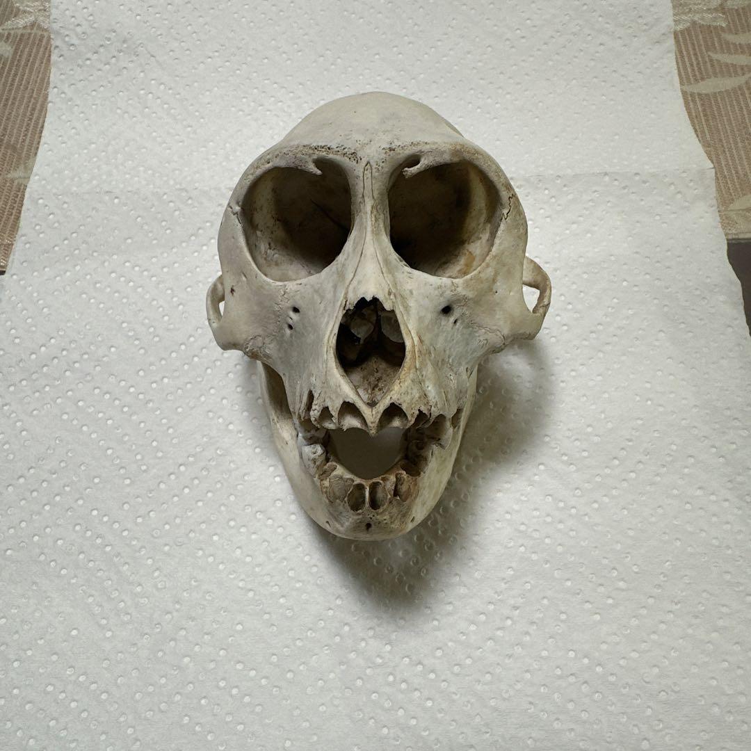 猿の頭蓋骨