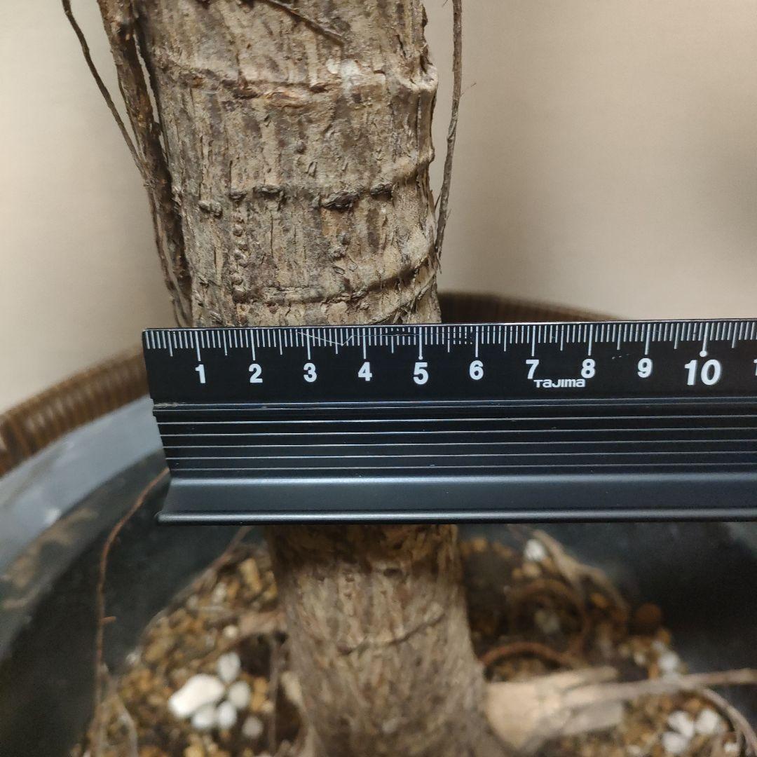 アフリカンプリンス 約1.7mストレート10号サイズ