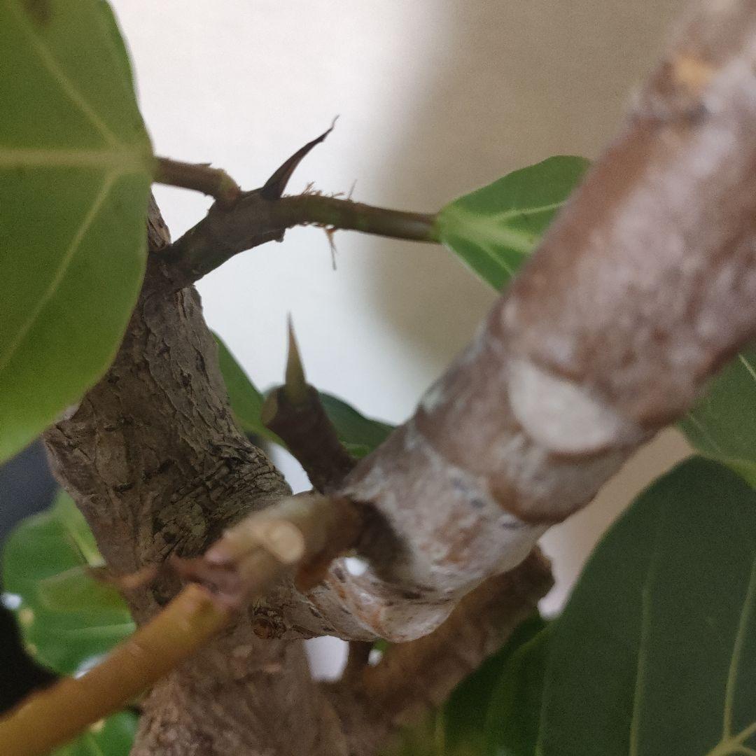 アフリカンプリンス 約1.7mストレート10号サイズ