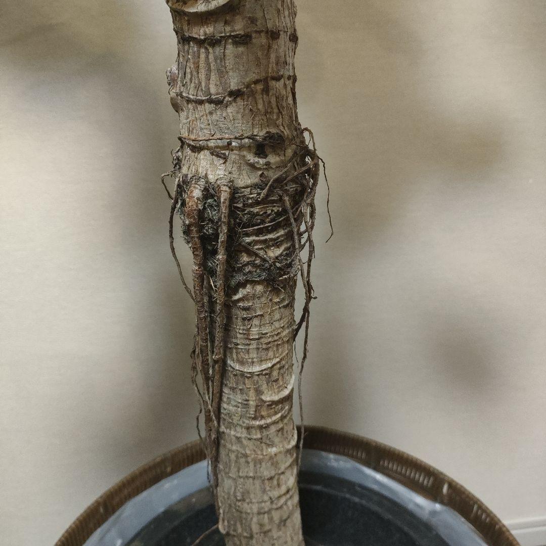 アフリカンプリンス 約1.7mストレート10号サイズ