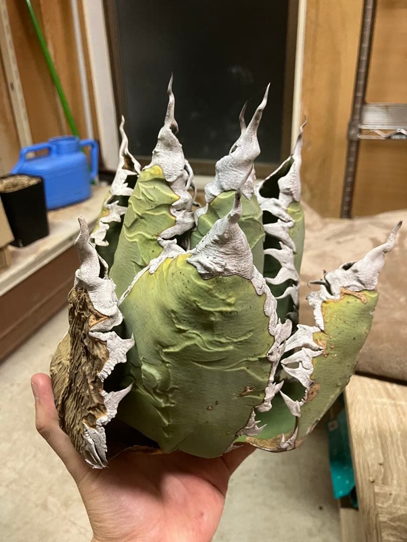 アガベ　チタノタ　悪魔くん　シチリア　スーパーチタノタ　胴切り天　大株