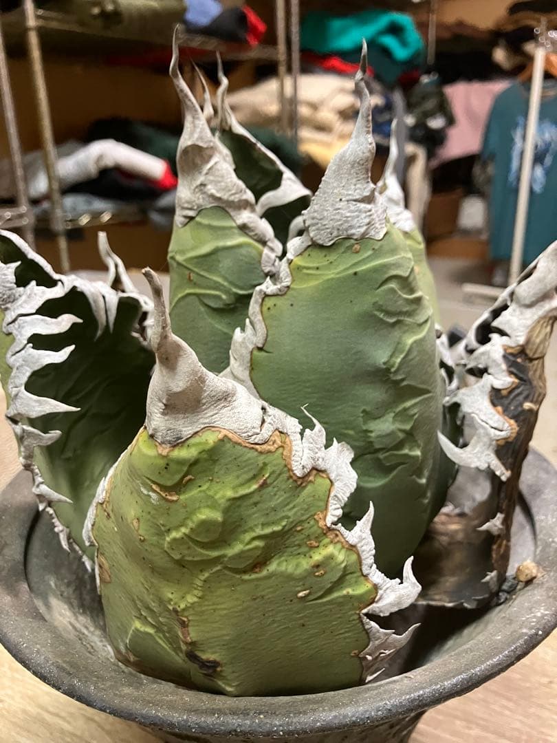 アガベ　チタノタ　悪魔くん　シチリア　スーパーチタノタ　胴切り天　大株