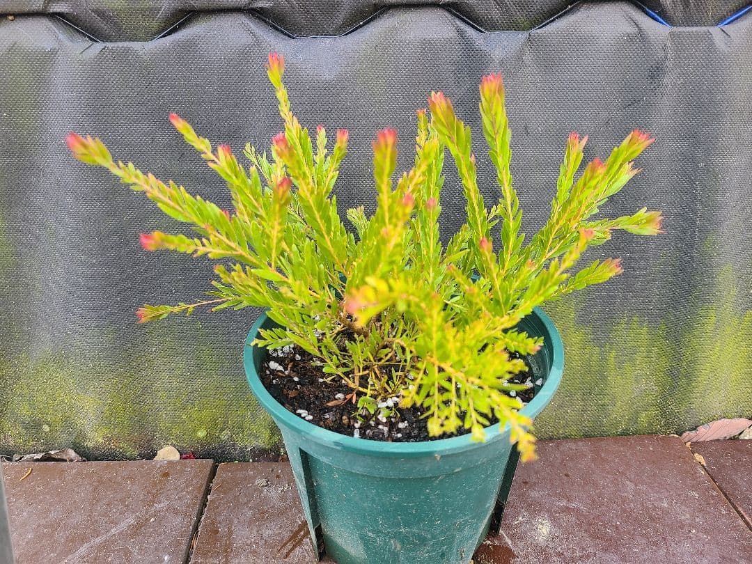 新品種アカシア「レッドハート」6号鉢②