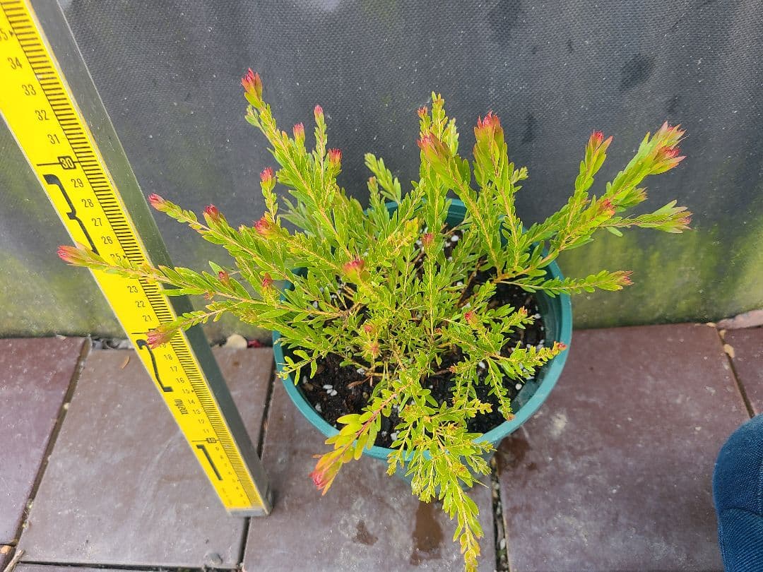 新品種アカシア「レッドハート」6号鉢②