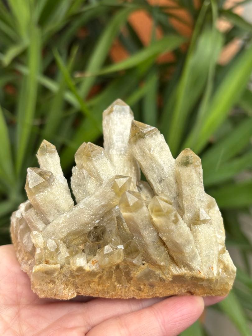 天然シトリン　キャンドルクォーツ　クラスター　367g かわいい　自立します