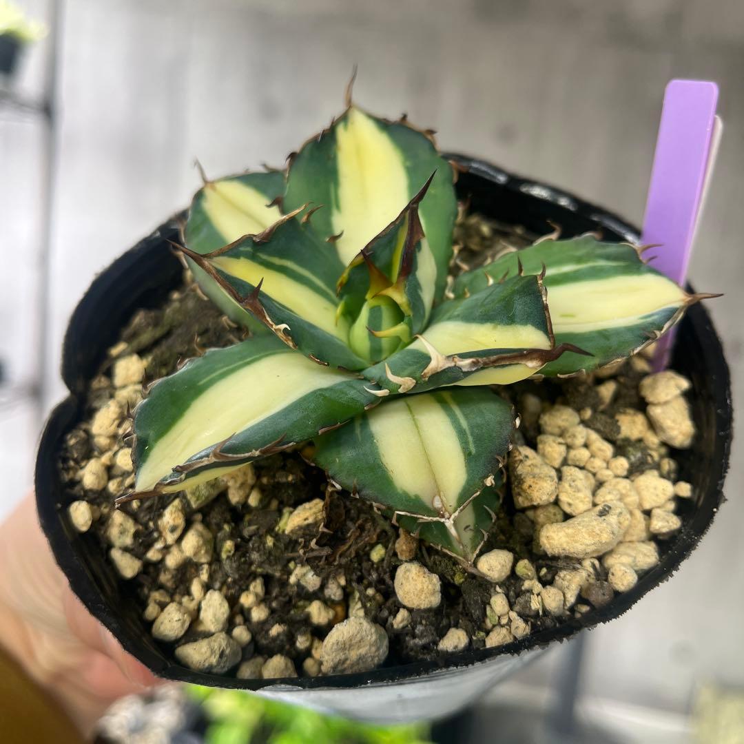 アガベ 太陽神黄中斑入り抜き苗発送