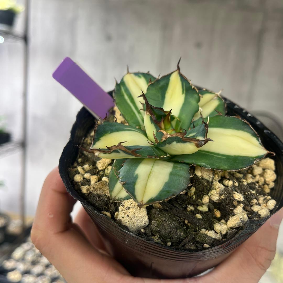 アガベ 太陽神黄中斑入り抜き苗発送