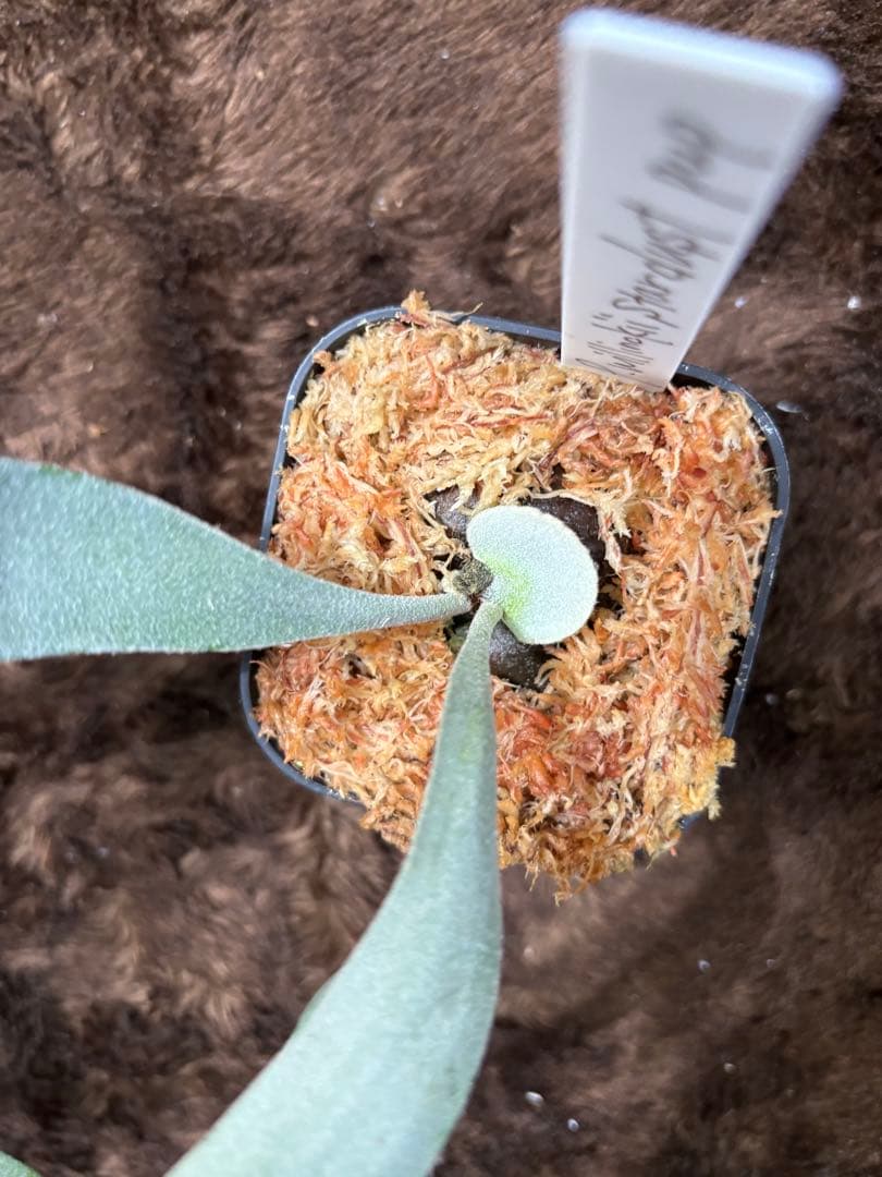 ビカクシダ P.willinckii Stardust pup