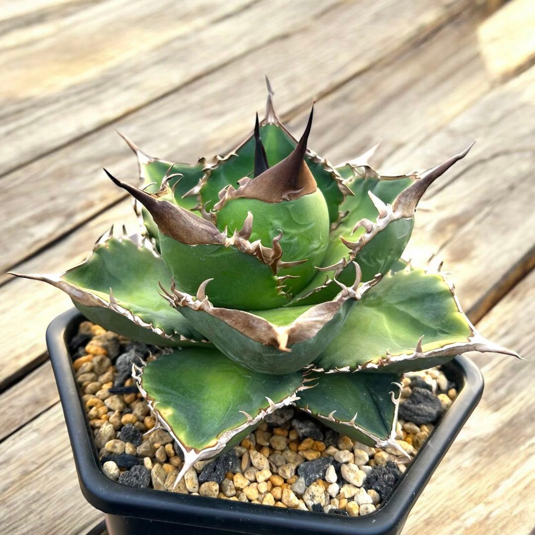 デニス051 大株　台湾