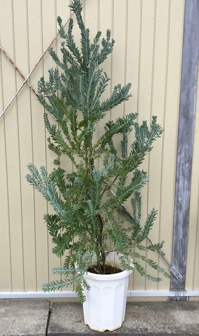 常緑樹　アカシア　コベニ　ブルーブッシュ