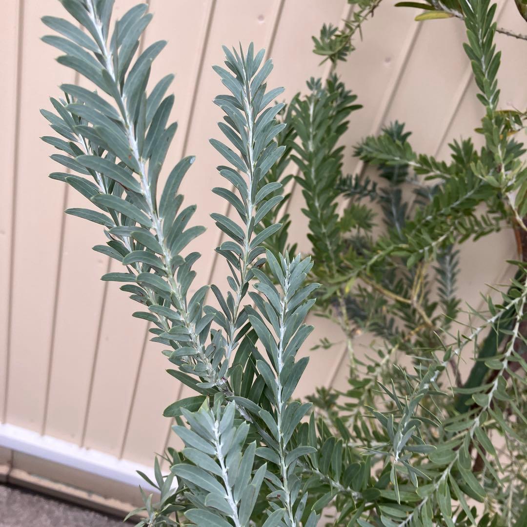 常緑樹　アカシア　コベニ　ブルーブッシュ