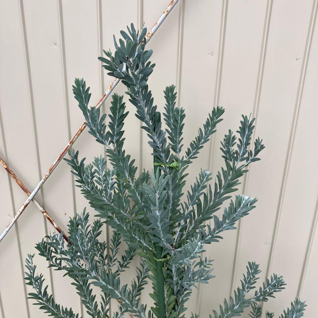 常緑樹　アカシア　コベニ　ブルーブッシュ