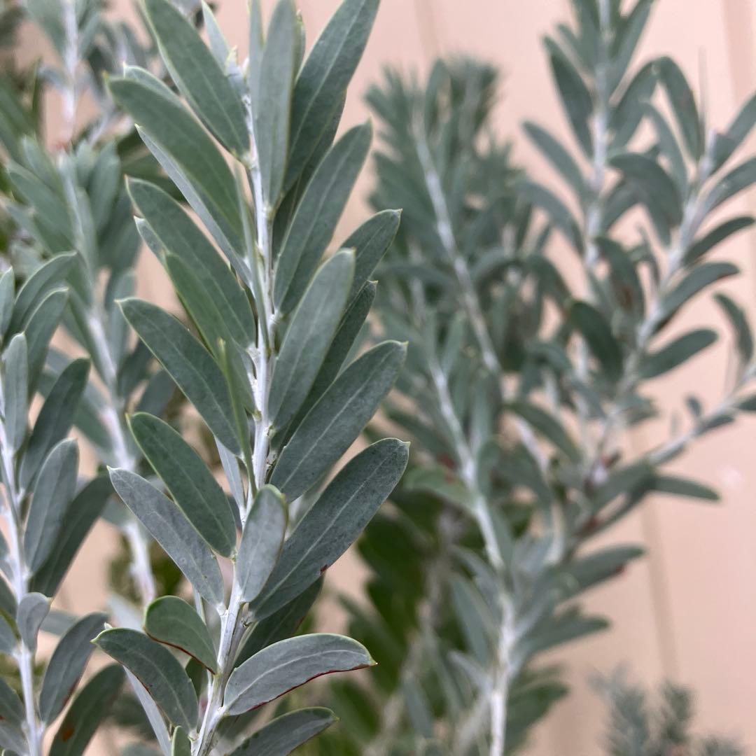 常緑樹　アカシア　コベニ　ブルーブッシュ