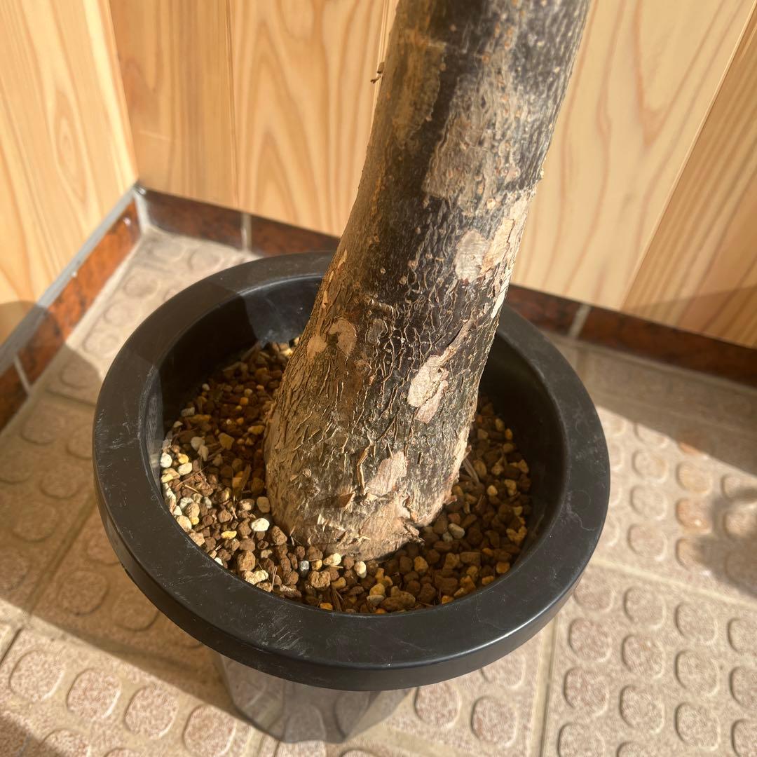 パキラ ミルキーウェイ 【クリスマス感謝祭】