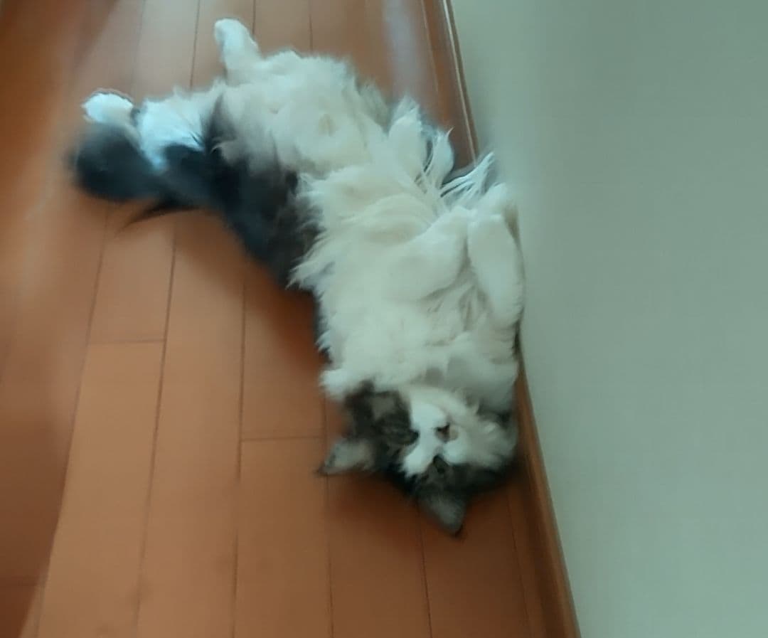 十三郎☆彡☘️ページ•*¨*•.¸♬︎