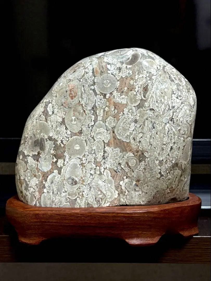 越前紋石　梅花石　鑑賞石　水石　自然石　両面磨き　2163g 花梨台座付　希少品