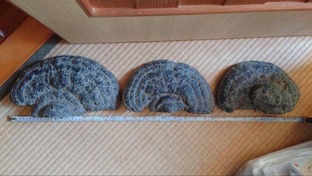 さるのこしかけ(古い) ×3つ