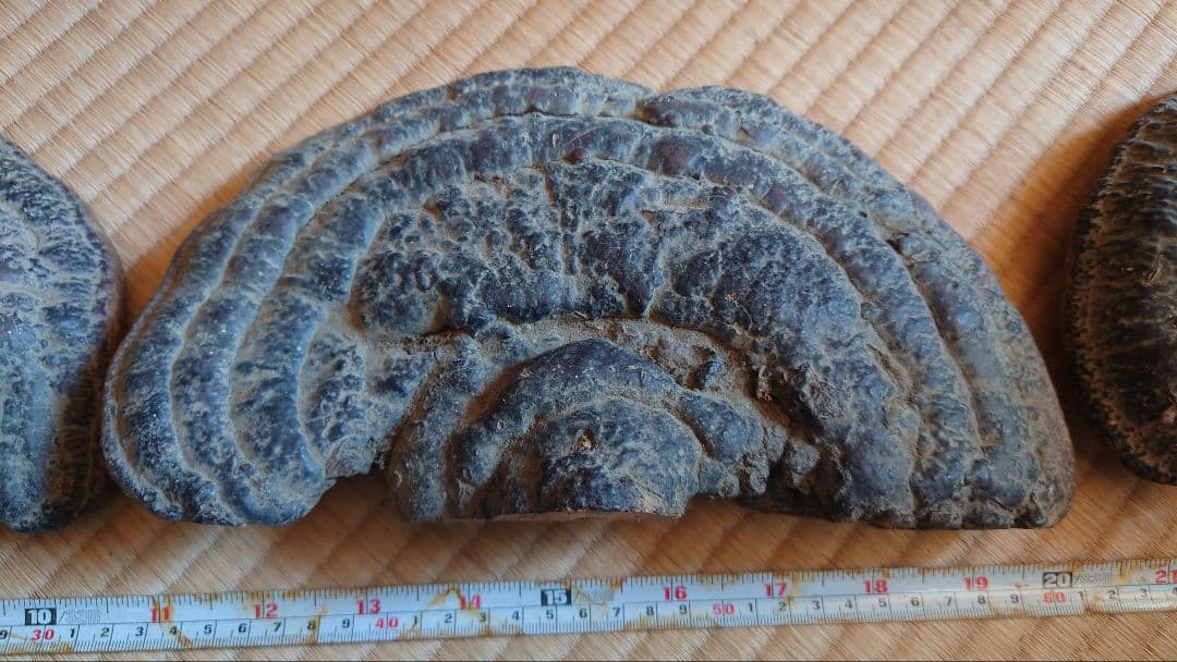 さるのこしかけ(古い) ×3つ