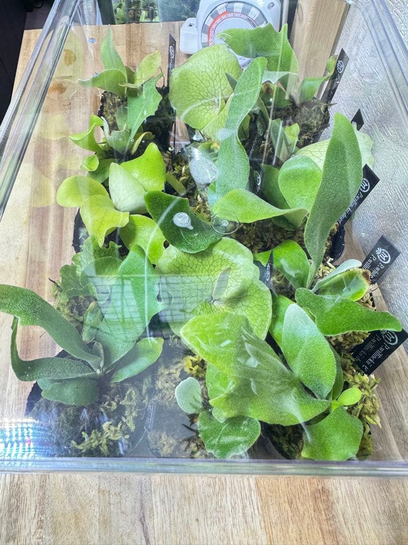 ビカクシダ　15種 ①