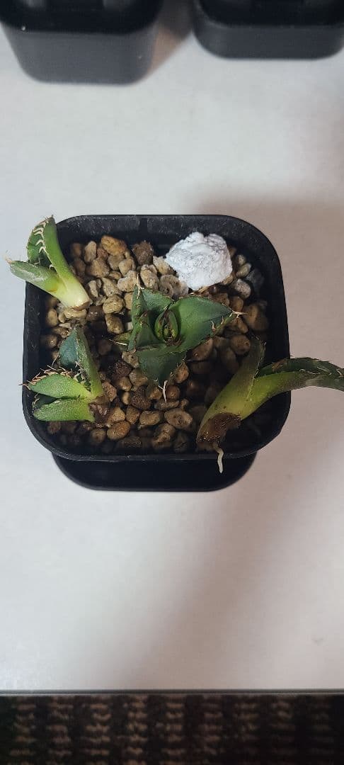 アガベ チタノタ 子株セット