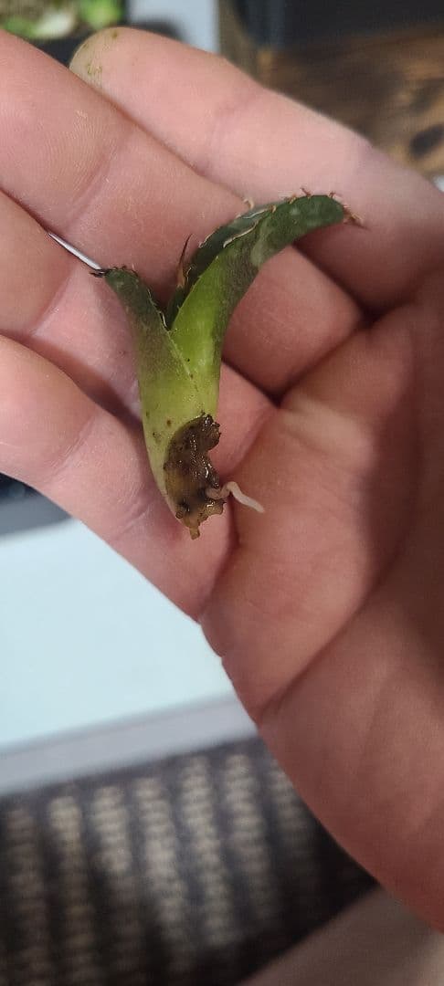 アガベ チタノタ 子株セット