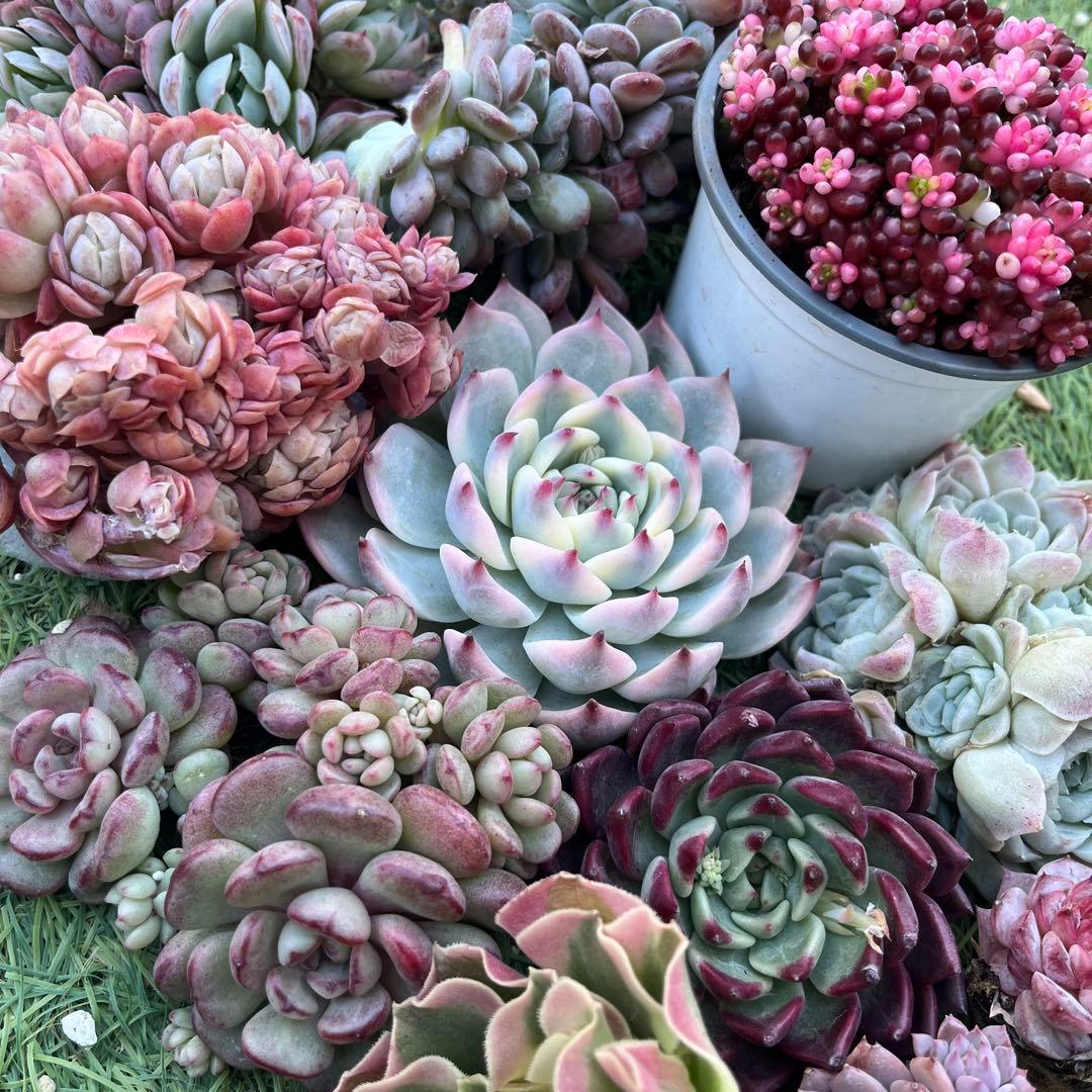 <1/31まで>2026多肉福袋　豪華12苗