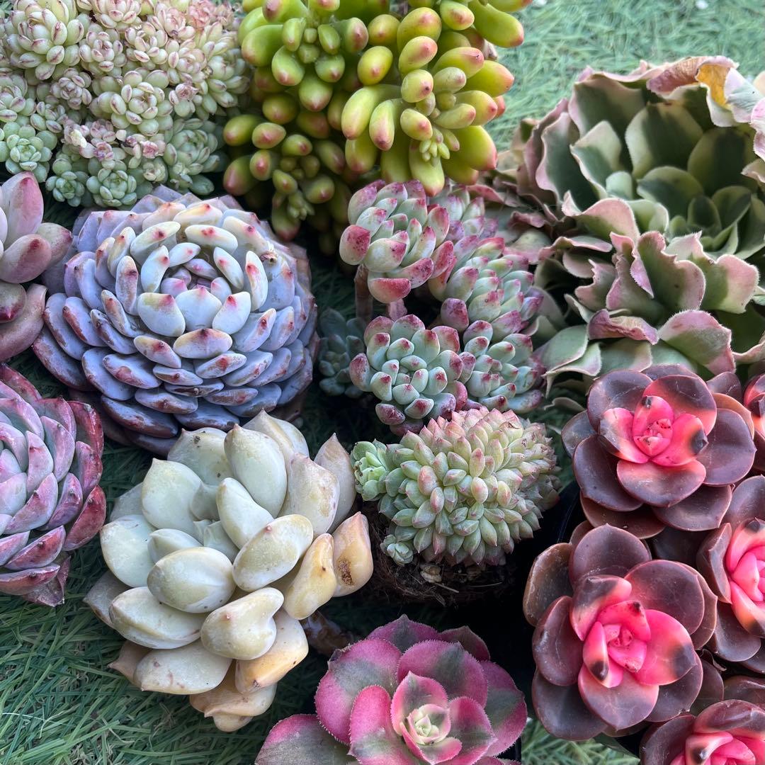 <1/31まで>2026多肉福袋　豪華12苗