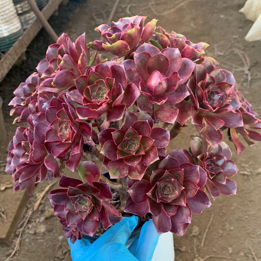 アエオニウム　選別株　魅金バラ　特大株(4年以上) 群生苗　抜き苗