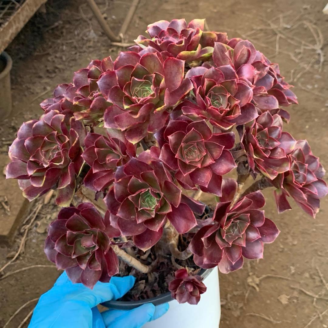 アエオニウム　選別株　魅金バラ　特大株(4年以上) 群生苗　抜き苗