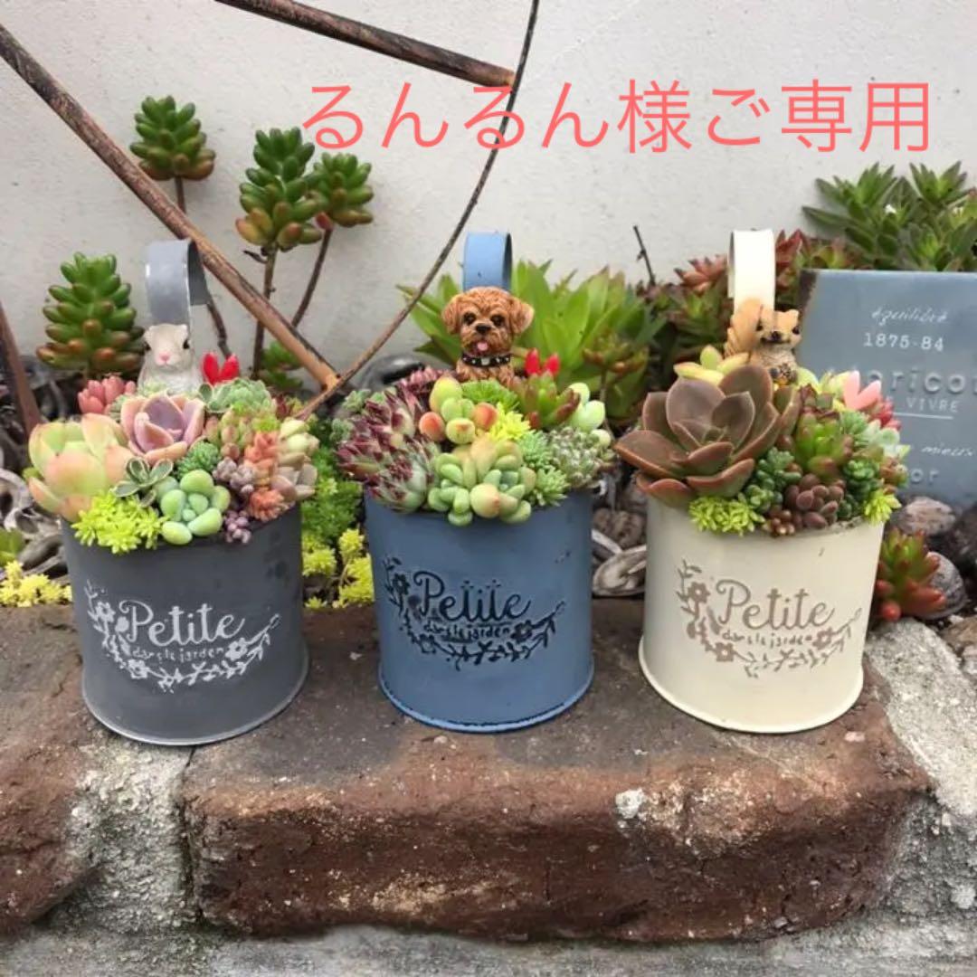 ☆多肉植物　寄せ植え〜フック付きブリキ缶寄せ植え　セット〜★