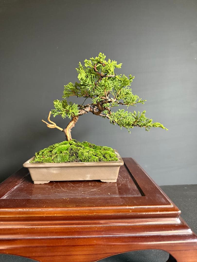 I*K様 週末オークション　真柏盆栽no.2 小品盆栽舎利