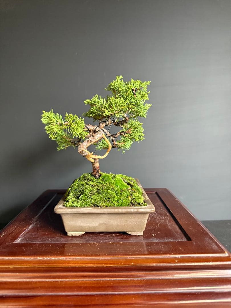 I*K様 週末オークション　真柏盆栽no.2 小品盆栽舎利