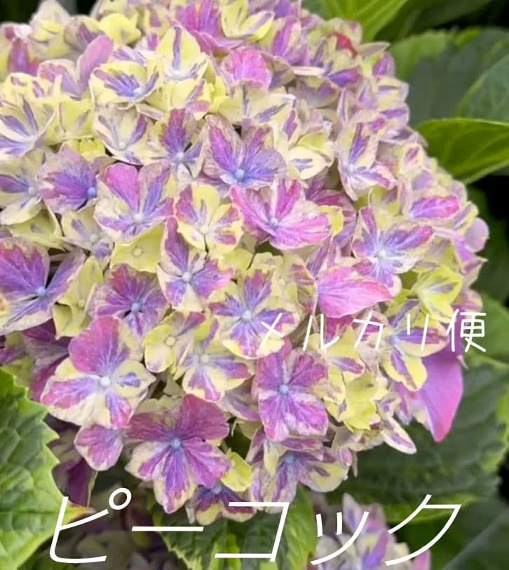 ❀ご購入前にコメントお願い致します❀　輸入アジサイ　苗