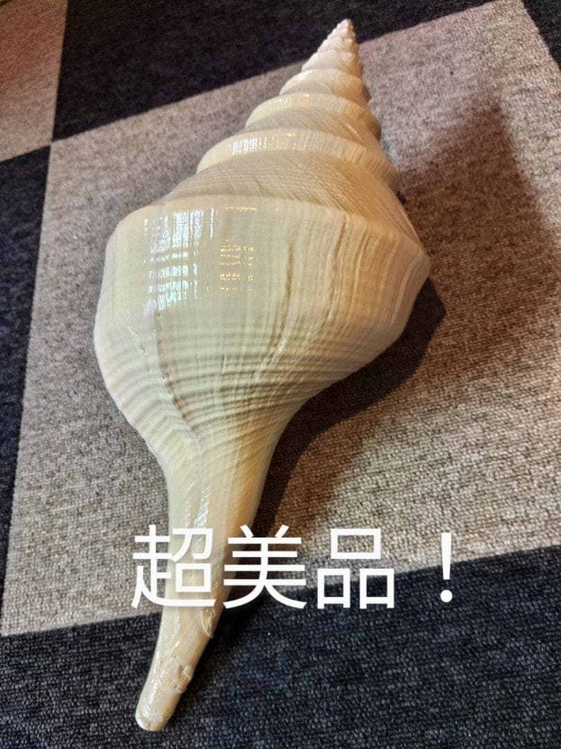 超美品特大！法螺貝　ホラ貝　アラフラオオニシ　49センチ