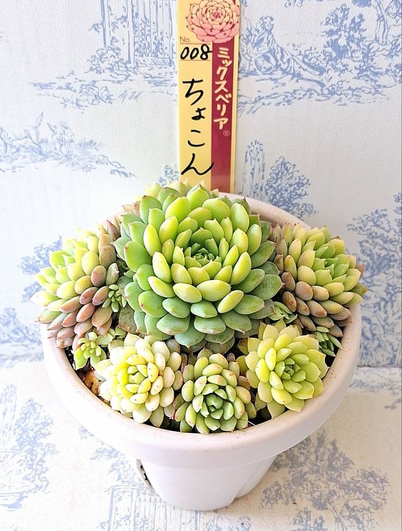 3号鉢　ちょこん　札付きポットごとメルカリ便おらいさん苗ミックスベリア